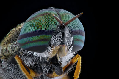 Close-up of fly on black background