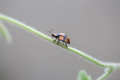 Close-up of insect on leaf