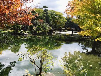 Reflection of trees in pond