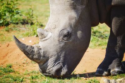 Rhino grazing peacefully