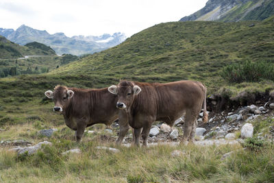 Cows on field