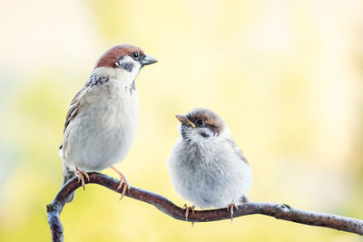 Close-up of birds perching on branch