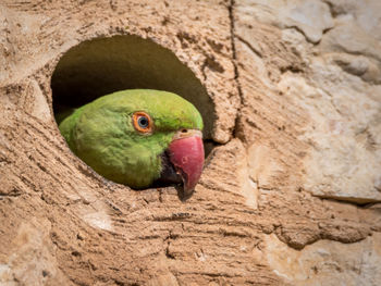 Close-up of a parrot