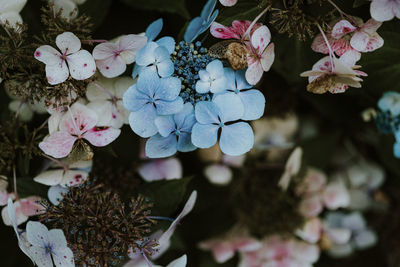 Close-up of purple flowering plant