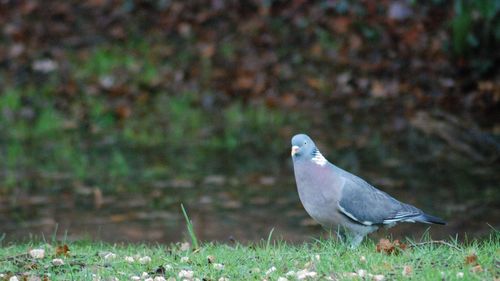 Close-up of seagull perching on grass