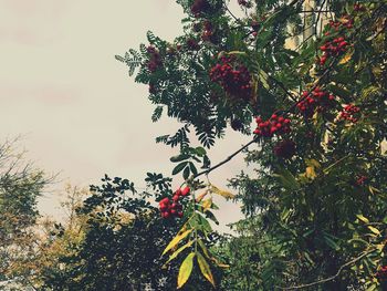 Low angle view of fruits on tree against sky