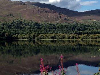 Reflection of plants in lake