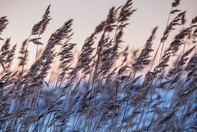 Plants on ice during winter sunset