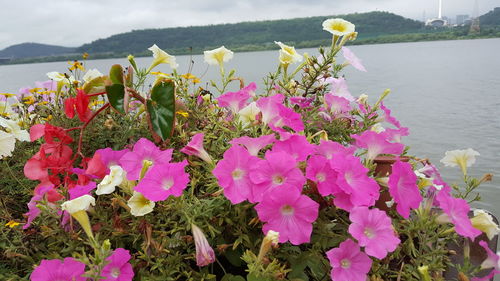 Close-up of pink flowering plants