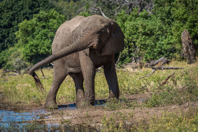 Elephant standing on field during sunny day