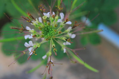 Close-up of flowering plant