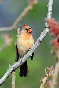 Close-up of bird perching on branch