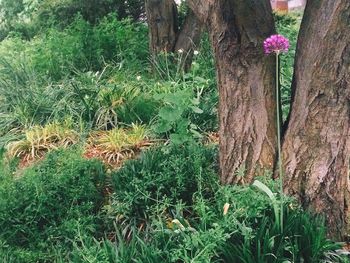 Plants growing in forest
