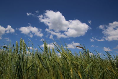 View of stalks in field against cloudy sky