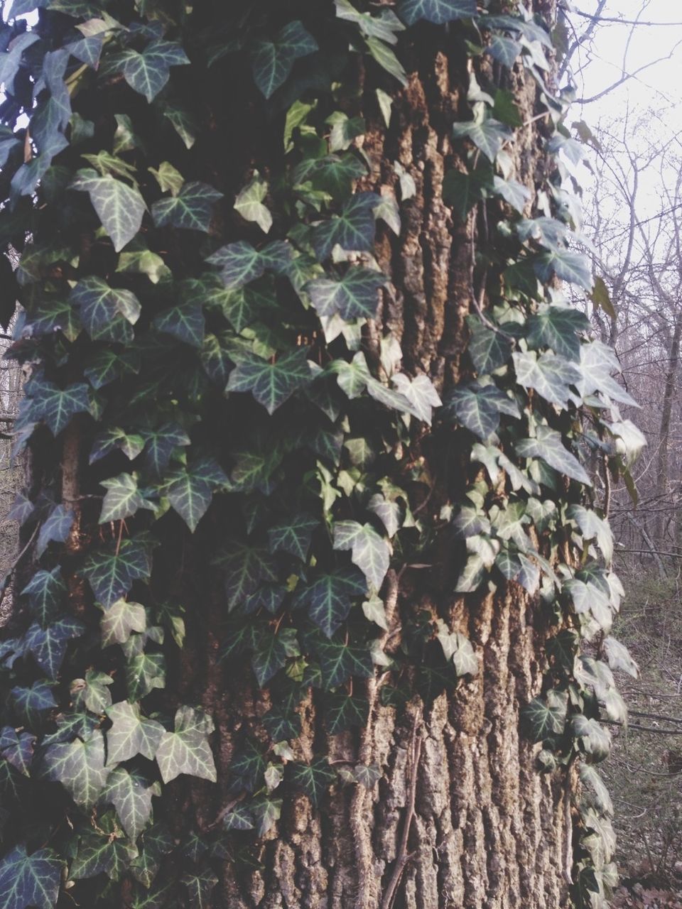 tree, growth, tree trunk, nature, branch, leaf, textured, low angle view, close-up, growing, day, outdoors, plant, no people, tranquility, sunlight, abundance, focus on foreground, beauty in nature, ivy