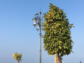 Low angle view of tree against clear blue sky