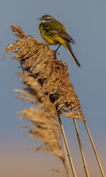 Close-up of bird perching on a plant