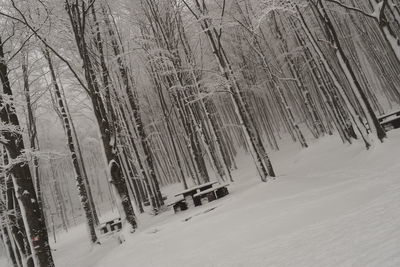 Snow covered land and trees in forest