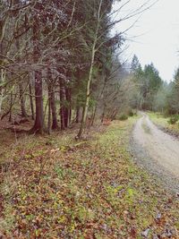 View of trees in forest