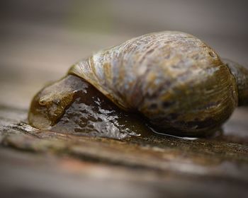 Close-up of snail on rock