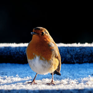 Close-up of bird perching on snow