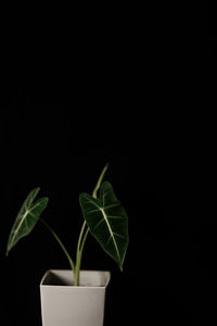 Close-up of potted plant against black background