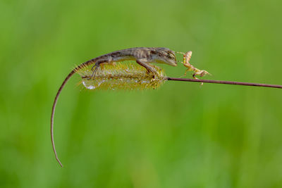 Close-up of insect on leaf