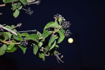 Close-up of plant against black background