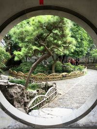 Trees in garden