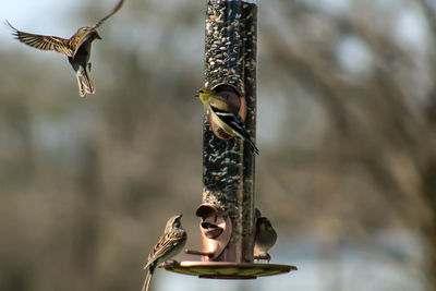 Sparrows on bird feeder