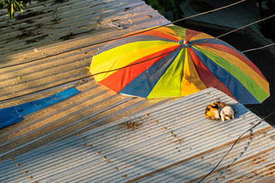 High angle view of a dog on wood