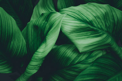 Full frame shot of palm leaves