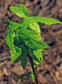 Close-up of green leaves on plant