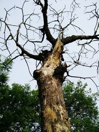 Low angle view of bare tree against sky