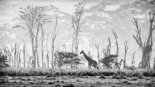 A lone giraffe in a misty morning in lake nakuru, kenya