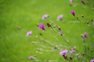 Close-up of butterfly on pink flower