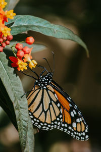 Close-up of butterfly pollinating on flower