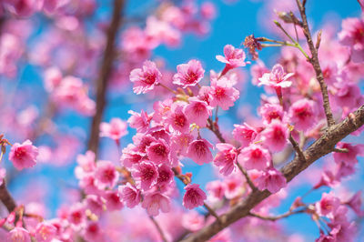 Close-up of pink flowers against sky