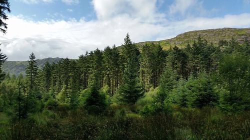 Trees growing against sky at forest