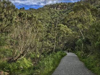 Road amidst trees in forest