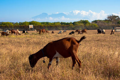 Cows grazing on field against sky