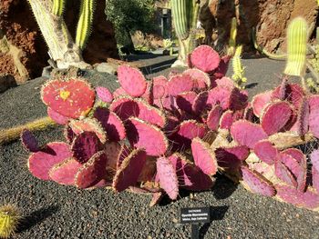 Close-up of pink flowers on cactus