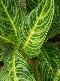 Close-up of green leaf