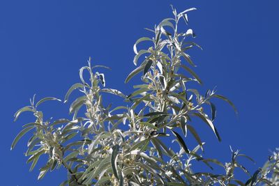 Low angle view of plants against blue sky