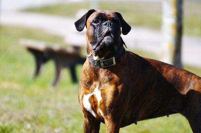 Boxer looking away while standing on field