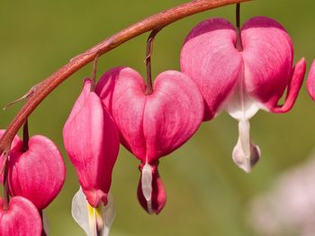 Close-up of pink flowering plant bleeding heart