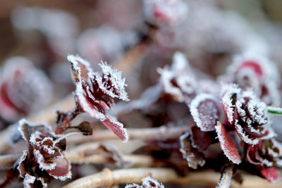 Close-up of frozen plant