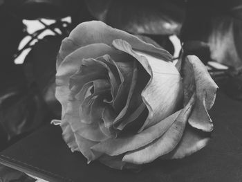 Close-up of rose blooming outdoors