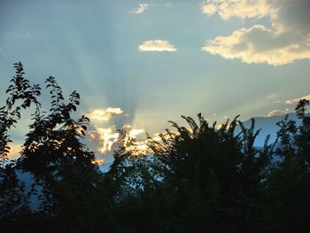 Low angle view of trees against sky