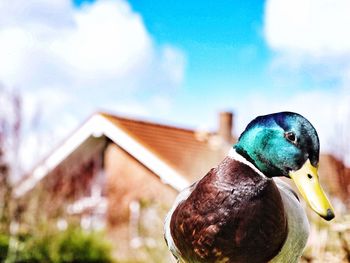 Close-up of bird perching on railing